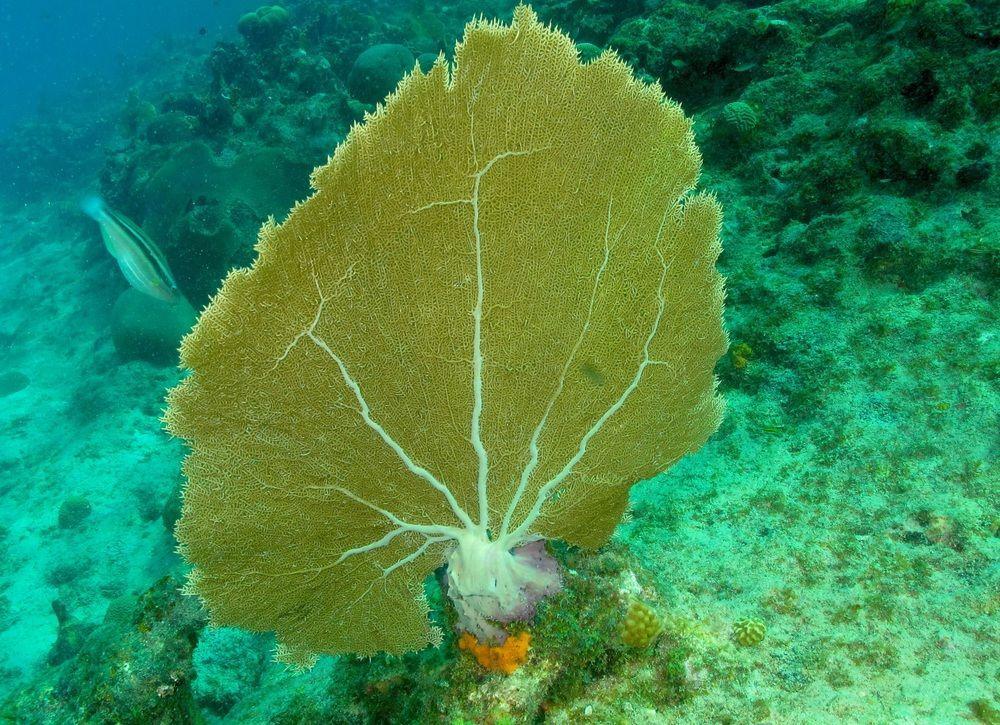 Lagun Blou Dive And Beach Resort Экстерьер фото
